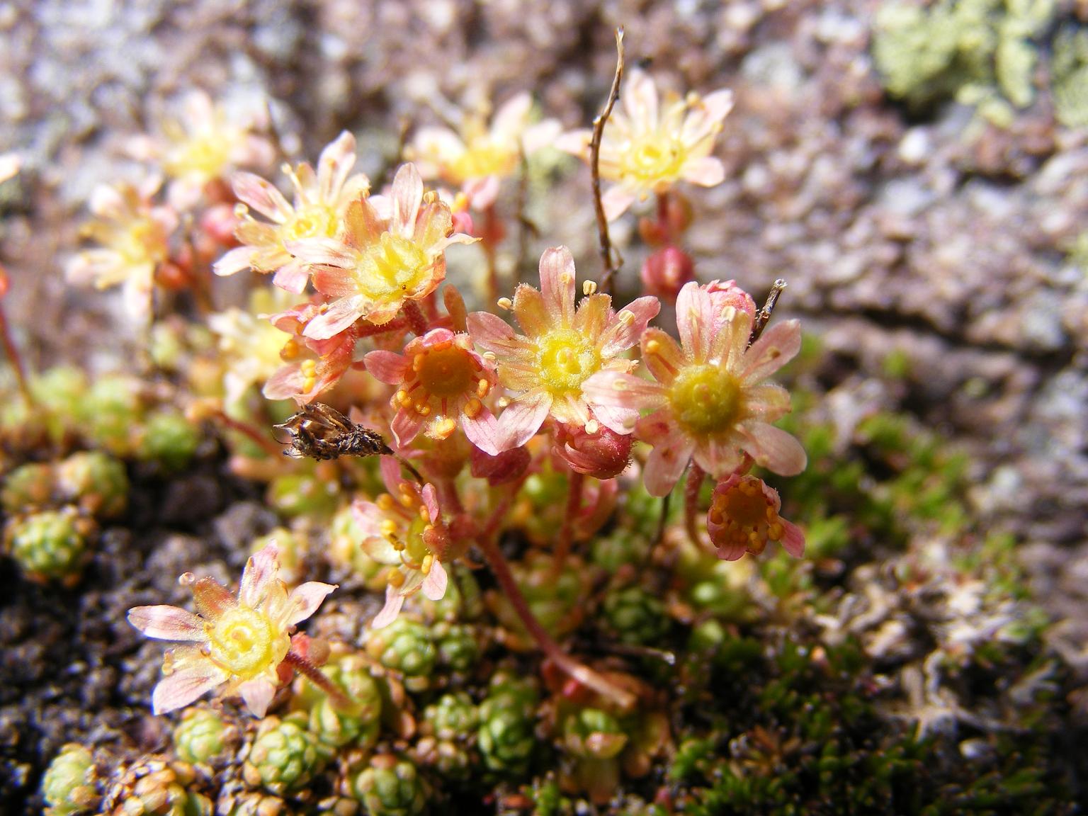 Saxifraga moschata Wulfen ???